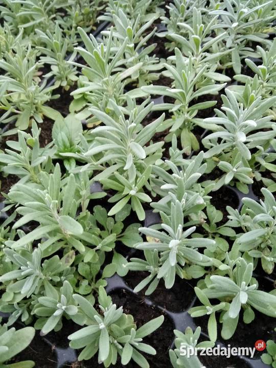 Lawenda lekarska wąskolistna Sadzonki kwiaty mazowieckie Korczew sprzedam