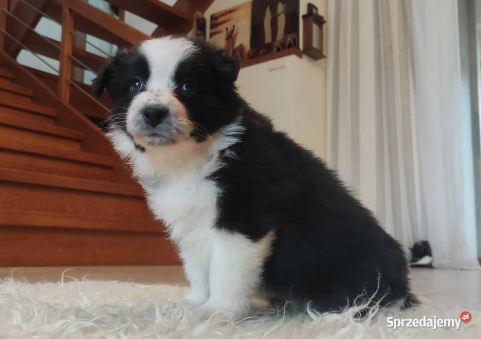 Rasowa suczka BORDER COLLIE z Hodowli pełną dok Kraków