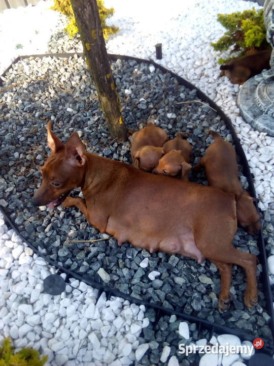 Pinczer miniatura pieski i suczki Radomsko