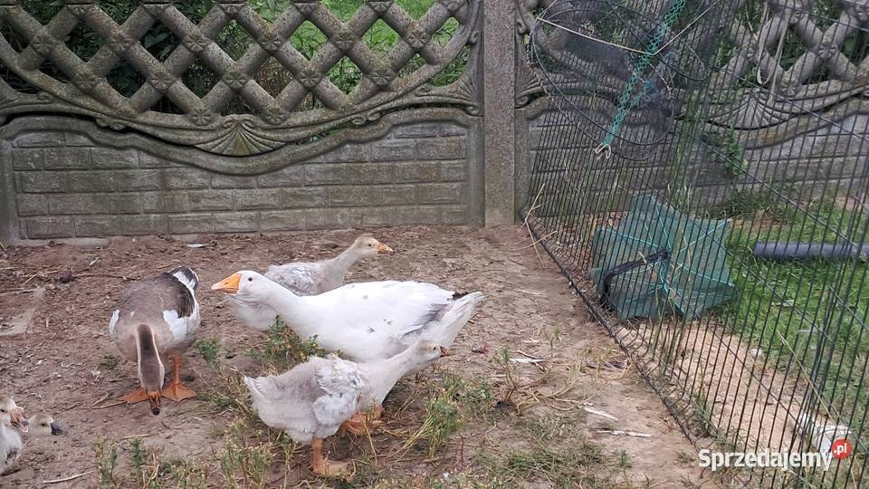 Sprzedam młode gęsi Andrzejów