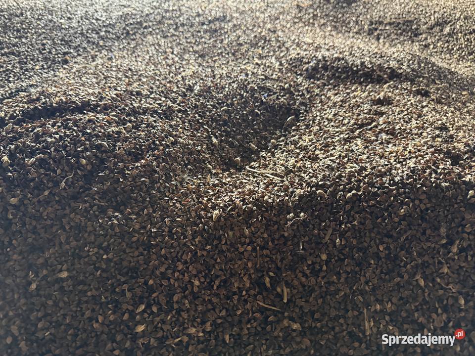 Gryka nie desykowana Krężna