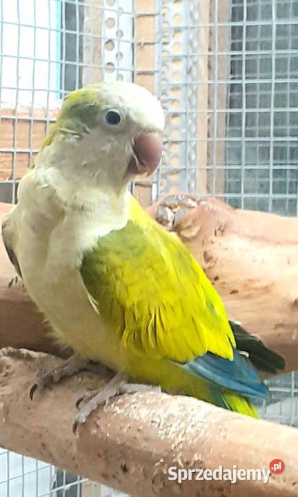 Papuga Mnicha nizinna Ptaki mazowieckie Warszawa sprzedam
