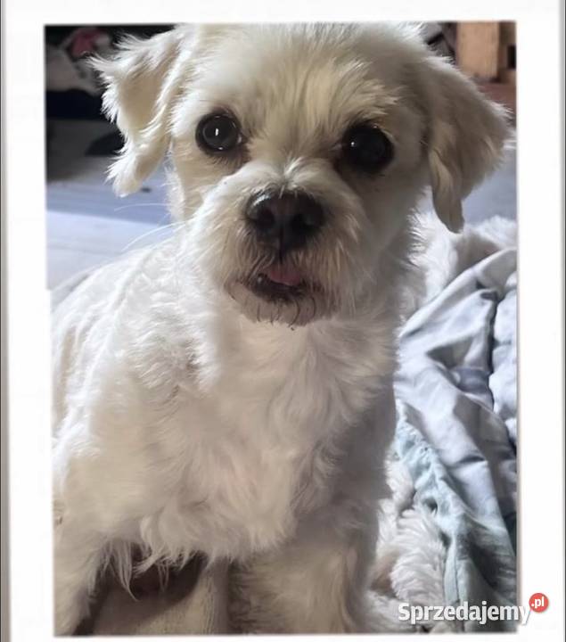 Sprzedam Maltańczyka pies pomorskie Gdańsk