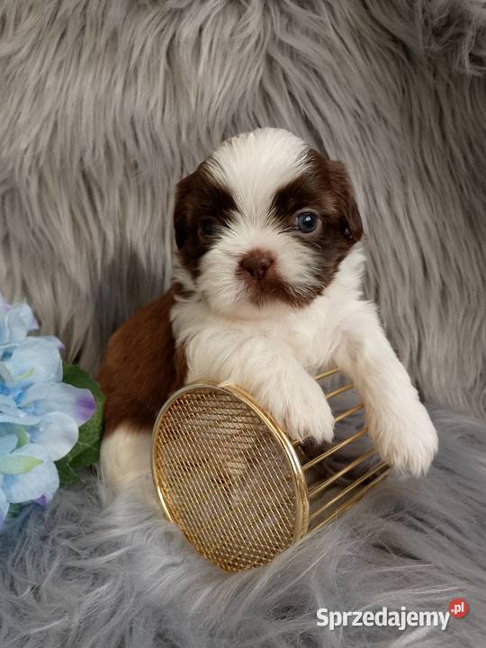 Piekny piesek rasy ShihTzu Namysłów