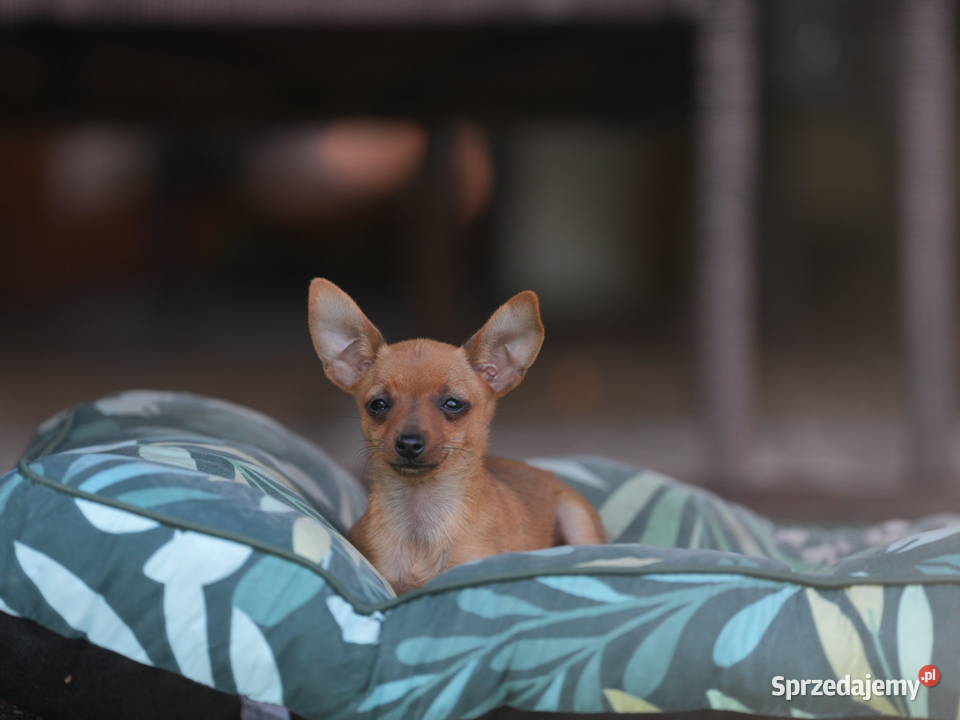 Pinczer miniaturowy XXS piesek ratlerek sarenka Myszyniec
