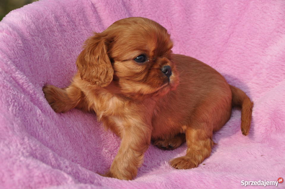 Cavalier King Charles Spaniel rude i podpalane Kraków sprzedam
