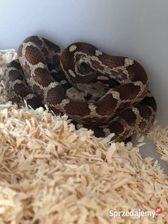 Wąż zbożowy Super masque śląskie Jaworzno sprzedam