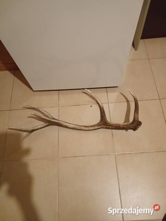 Poroże Jelenia zrzut Lublin