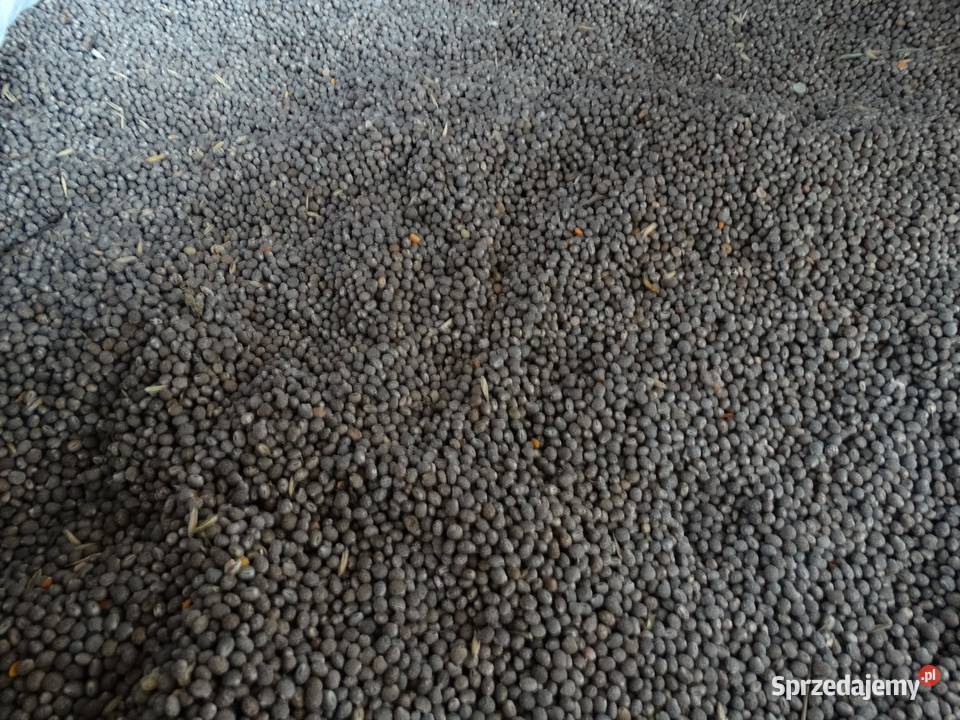 Łubin gorzki szerokolistny Bytów sprzedam