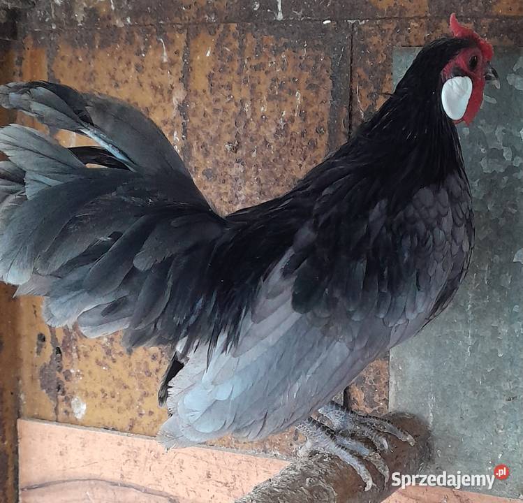 Kogucik rasy bamtamka małopolskie Wadowice