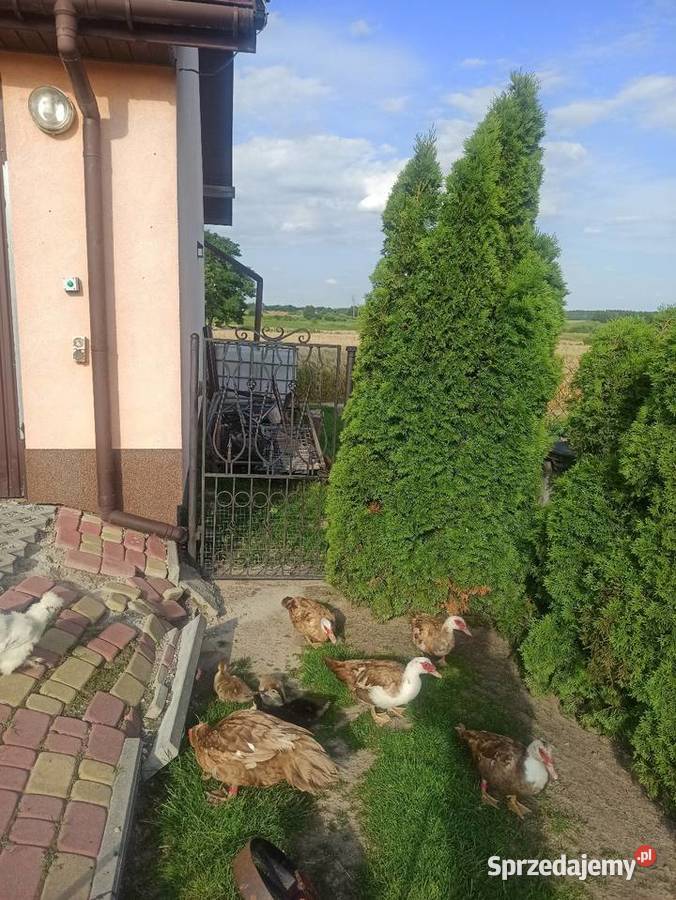 Jaja lęgowe kaczek pizmowychfrancuskich lubelskie Krasnystaw