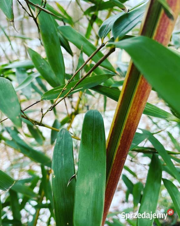 Bambus Phyllostachys Aureosulcata f Spectabilis Szczyglice sprzedam