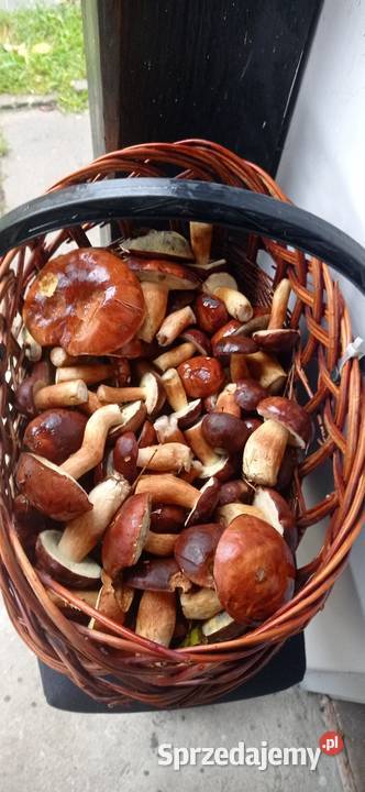 Grzyby leśne Krotoszyn