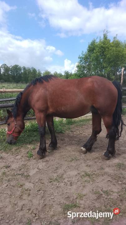 Sprzedam klacz zimnokwista zrebna mazowieckie