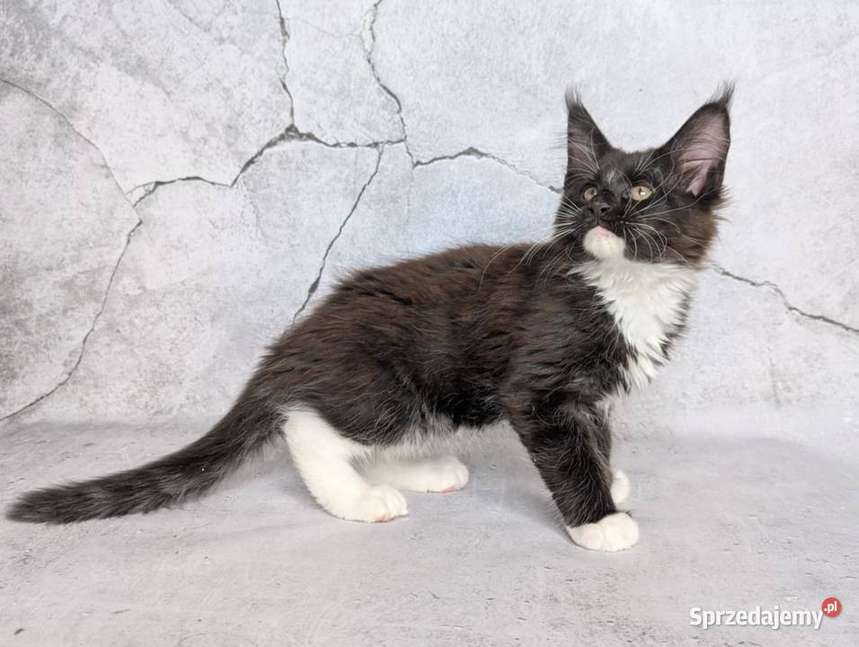 Słodkie kociaki Maine Coon Maine Coon dolnośląskie