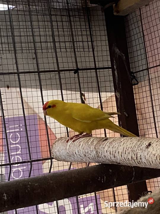 Sprzedam modrolotki kozy