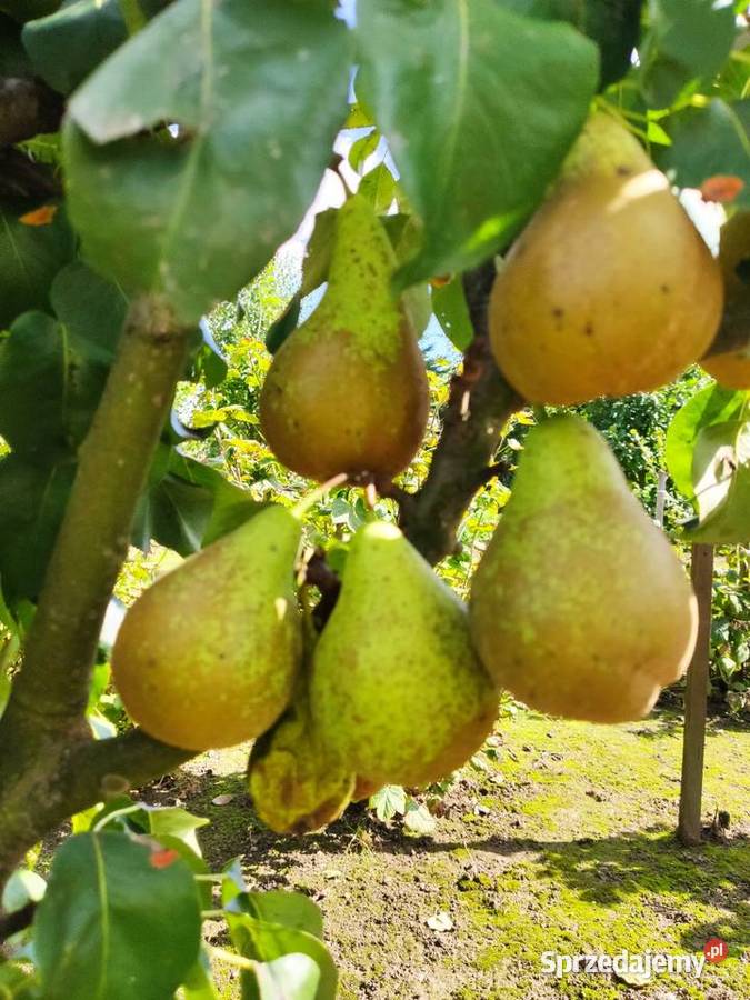 Drzewka Owocowe Producent Wysyłka Dębica