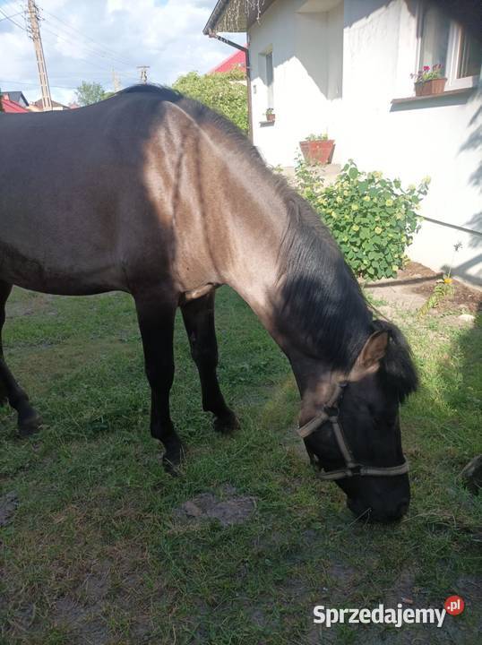 Remigo ogier i Diego ogier konik Polski Bokiny