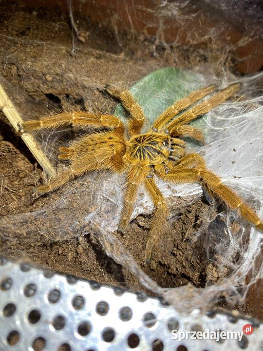 Pterinochilus murinus Usambara - samica pająk ptasznik
