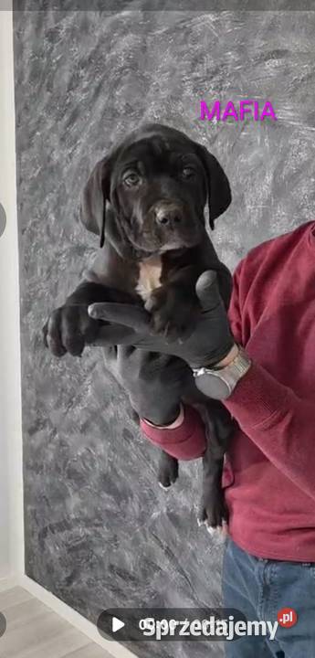 American Bandog Cane Corso Tuczna