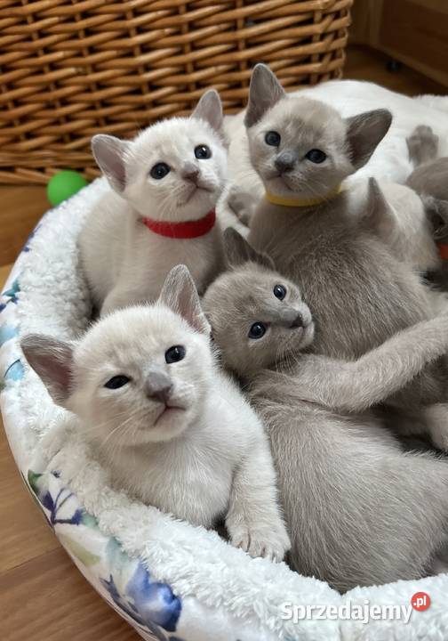 Kot tonkijski kocięta tonkijskie syjamski Zwierzęta Jelenia Góra