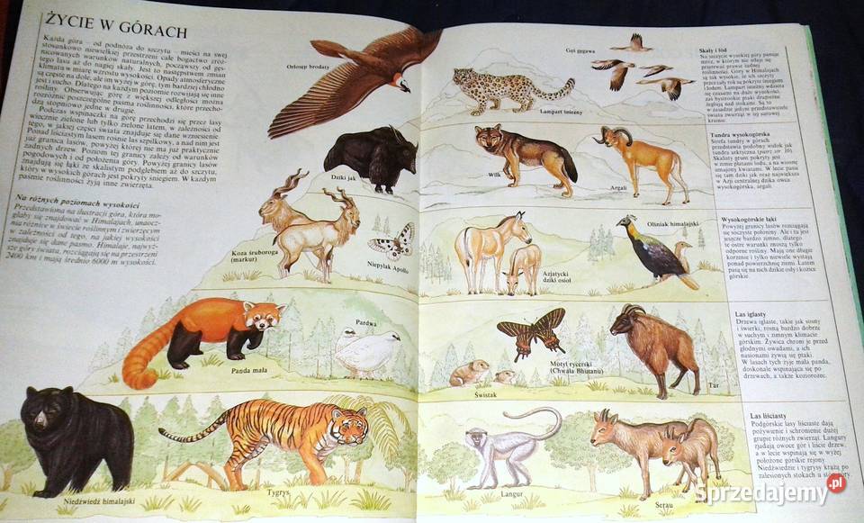 W świecie zwierząt John Feltwell Chełm