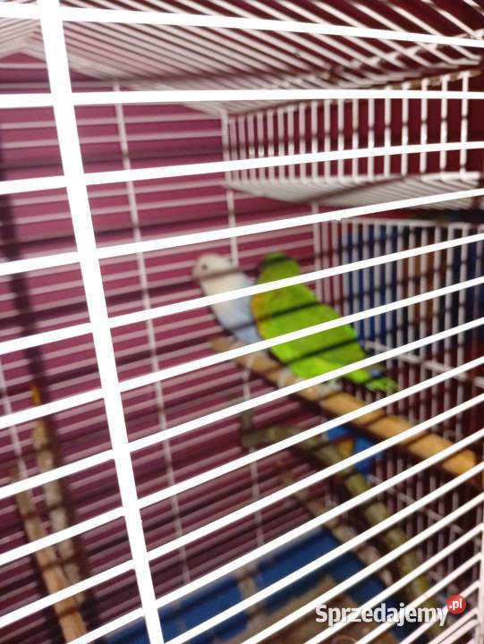 Sprzedam Ptaki dolnośląskie Kłodzko sprzedam