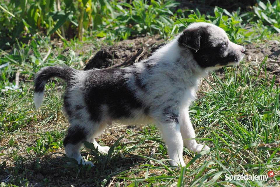 Border collie piesek z błękitnym okiem Milejów-Osada