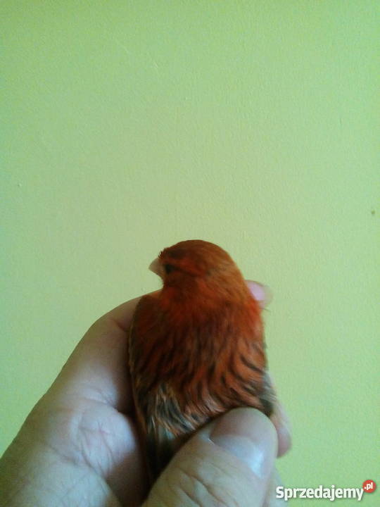 kanarki agaty 2017 Wołomin