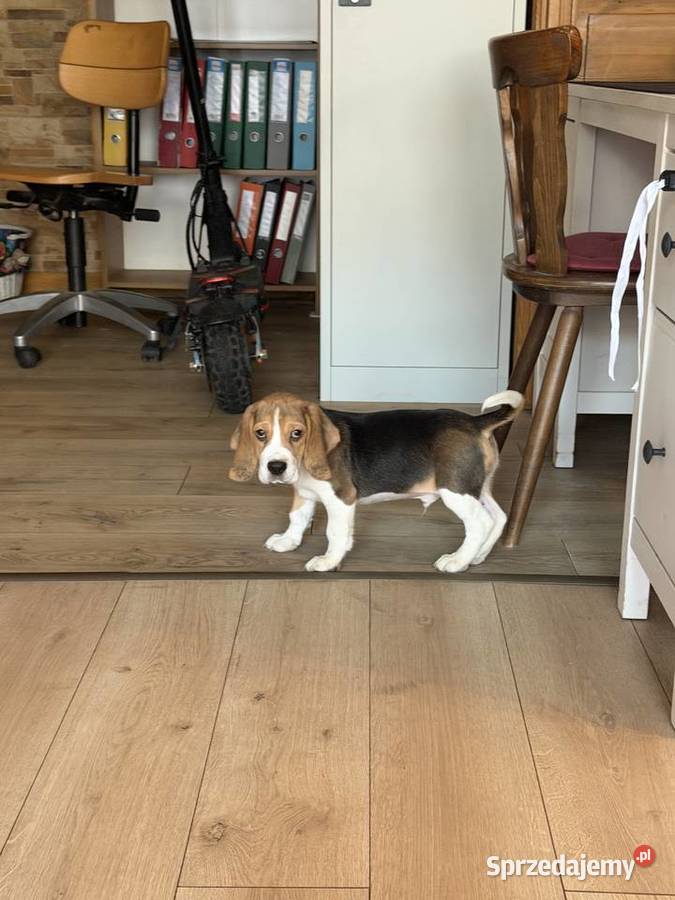 wyjatkowe szczenięta Góra