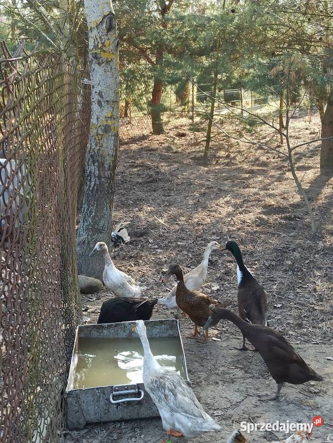 Jaja lęgowe biegusa biegus indyjski Krupe