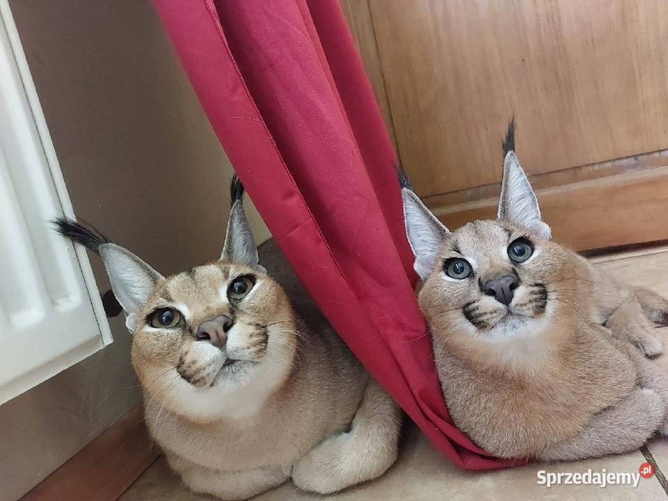 Karakal stepowy caracal młode koty łagodne Kraków