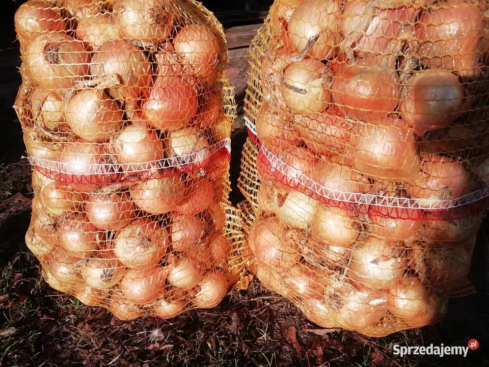 Cebula w złotej łusce