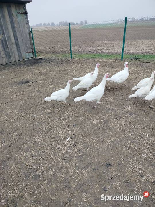 Indyki tegoroczne Łęczna