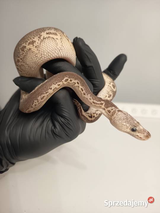 Pyton Krolewski Python Regius Black Pewter Clown warmińsko-mazurskie Elbląg