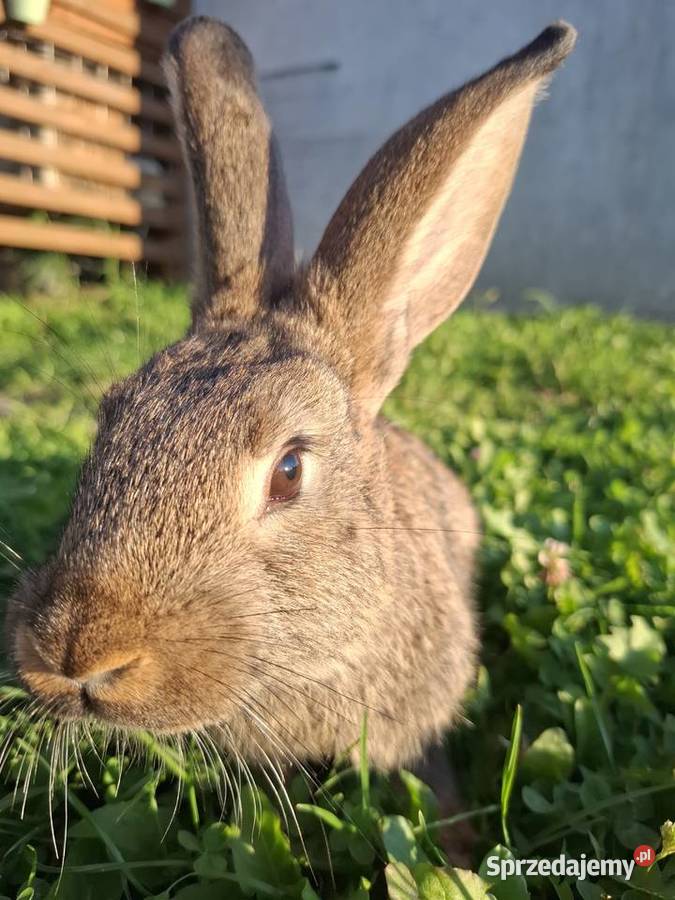 Młody królik około 10 tygodni Wadowice Górne sprzedam