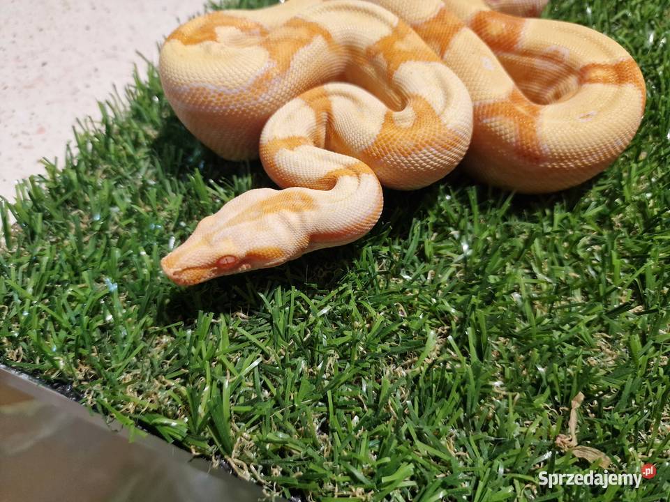 Boa cesarski Junglow Warszawa