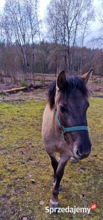 sprzedam koniki polskie 2klaczki i ogierka warmińsko-mazurskie Olsztyn