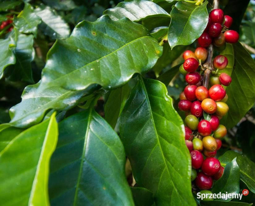 KAWA ARABSKA Coffea arabica NASIONA 100g sprzedam