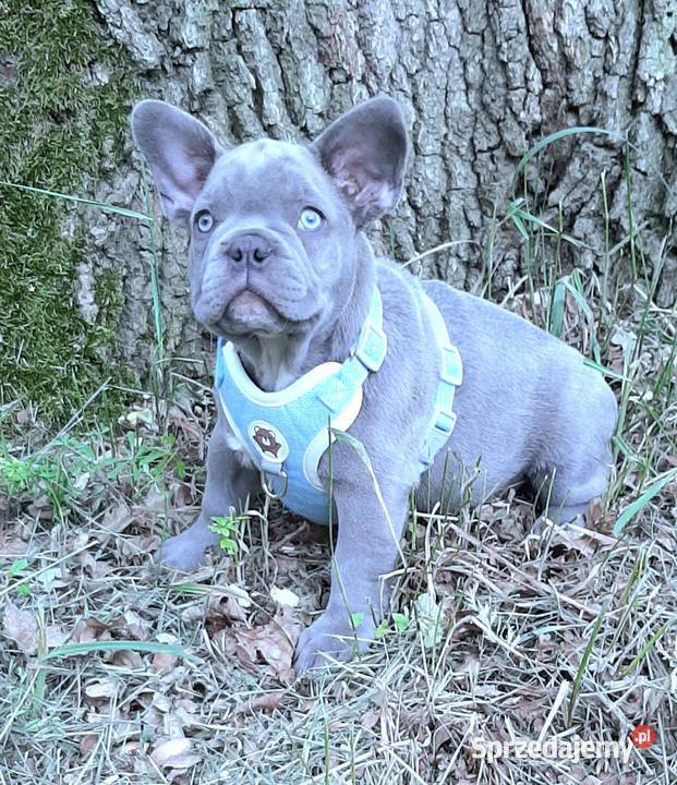 Buldog francuski pieski Pabianice