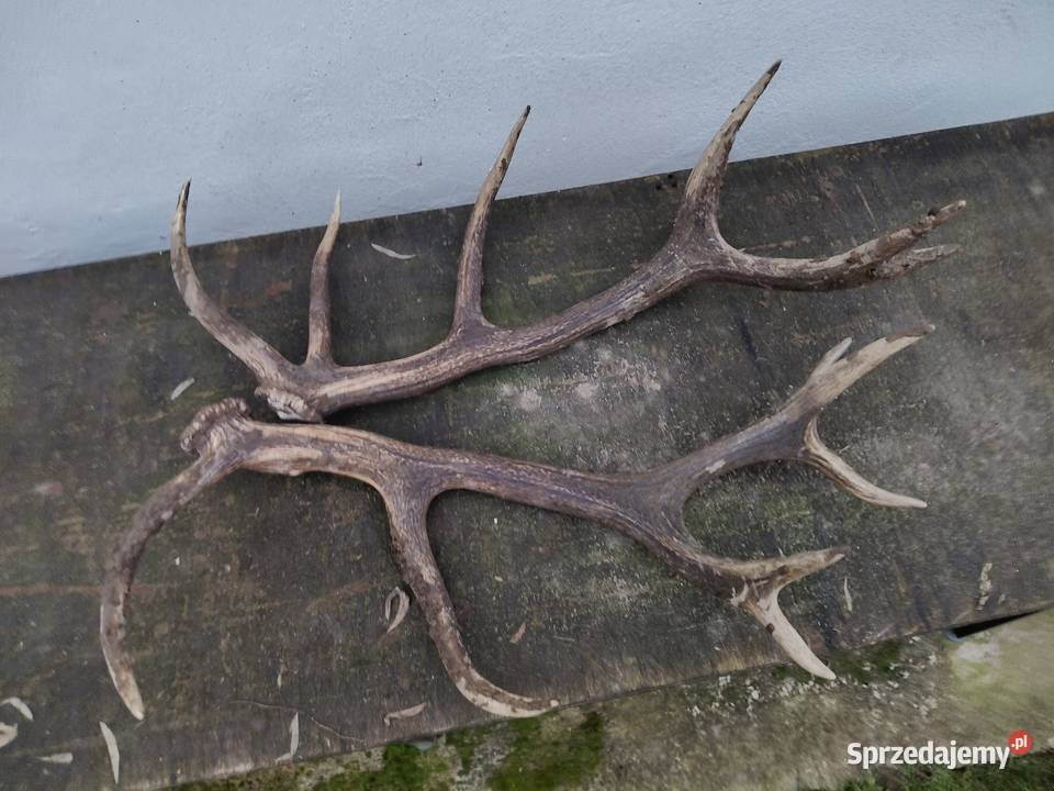 Poroża jelenia Białogard sprzedam