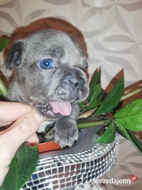 buldog francuski niebieskie Borzęcin