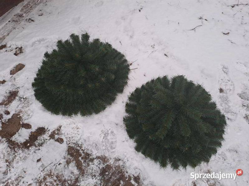 podkłady sztuczne pod wieńce wiązanki stroiki Sierpc