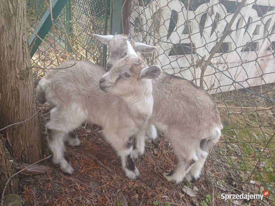 Sprzedam koziołki Raba Wyżna sprzedam