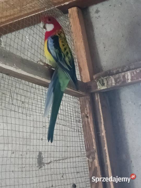 Zamienię samca na samicę wielkopolskie