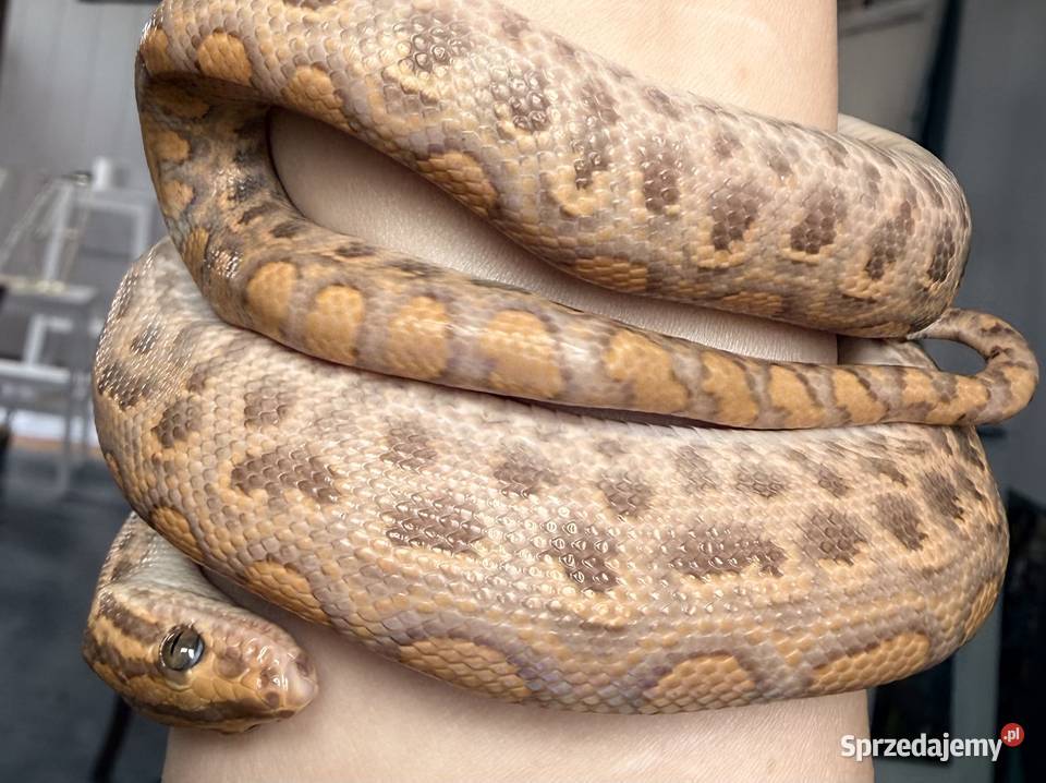 Boa Tęczowy kolumbijski T albino wąż Zwierzęta