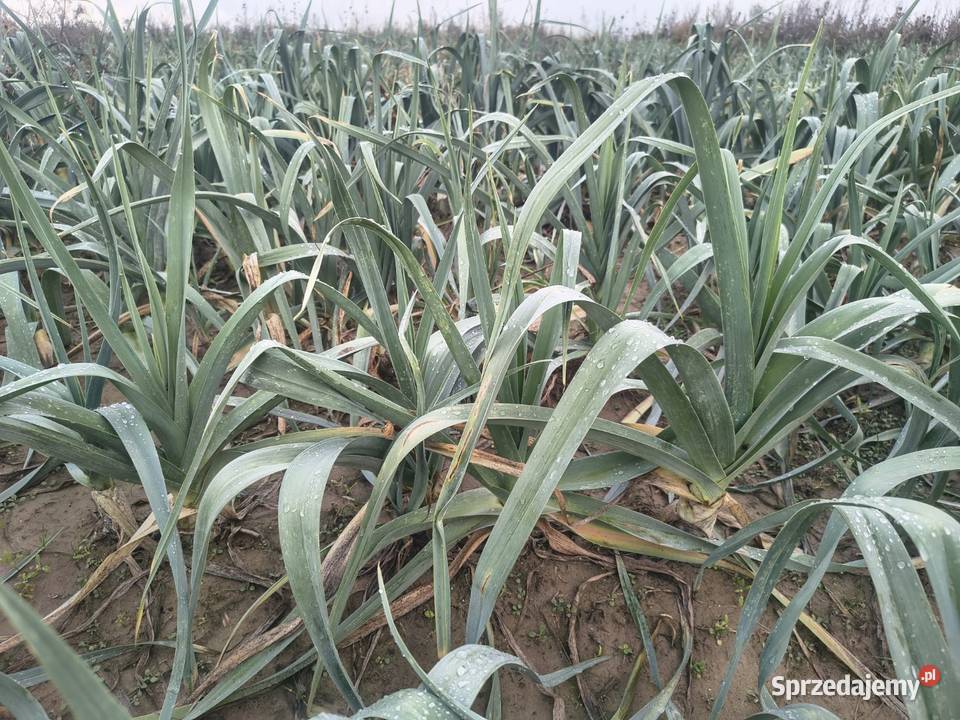 Sprzedampora Majdan Ostrowski