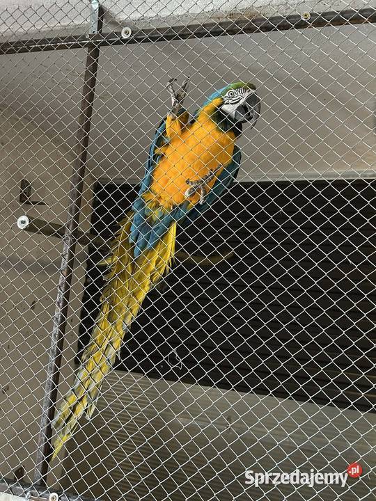 Ara ararauna samiec 22r Ptaki Skała