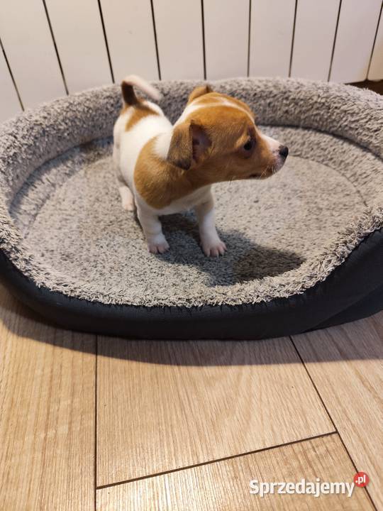 Jack Russell terrier Piątek