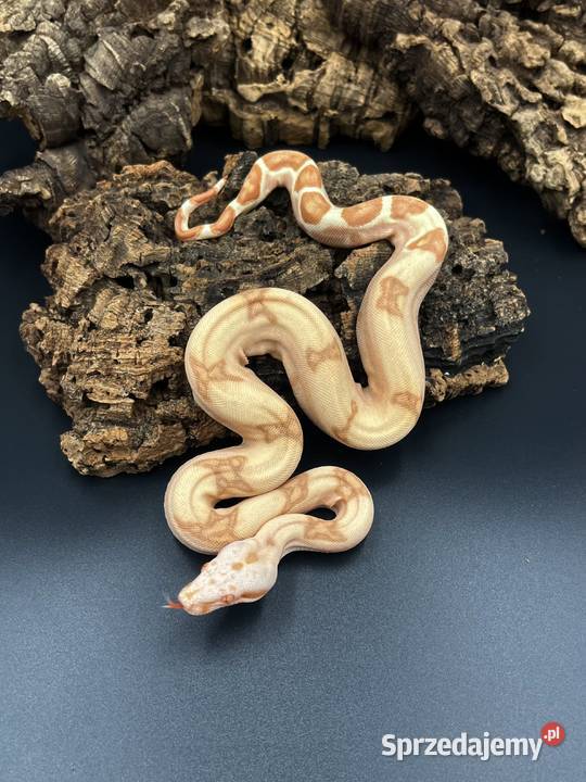 Boa imperatorBoa cesarski VI śląskie Sosnowiec sprzedam